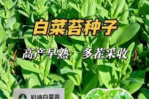 轻松学习大白菜5.1（掌握大白菜5.1的关键技巧，高效处理数据的利器）